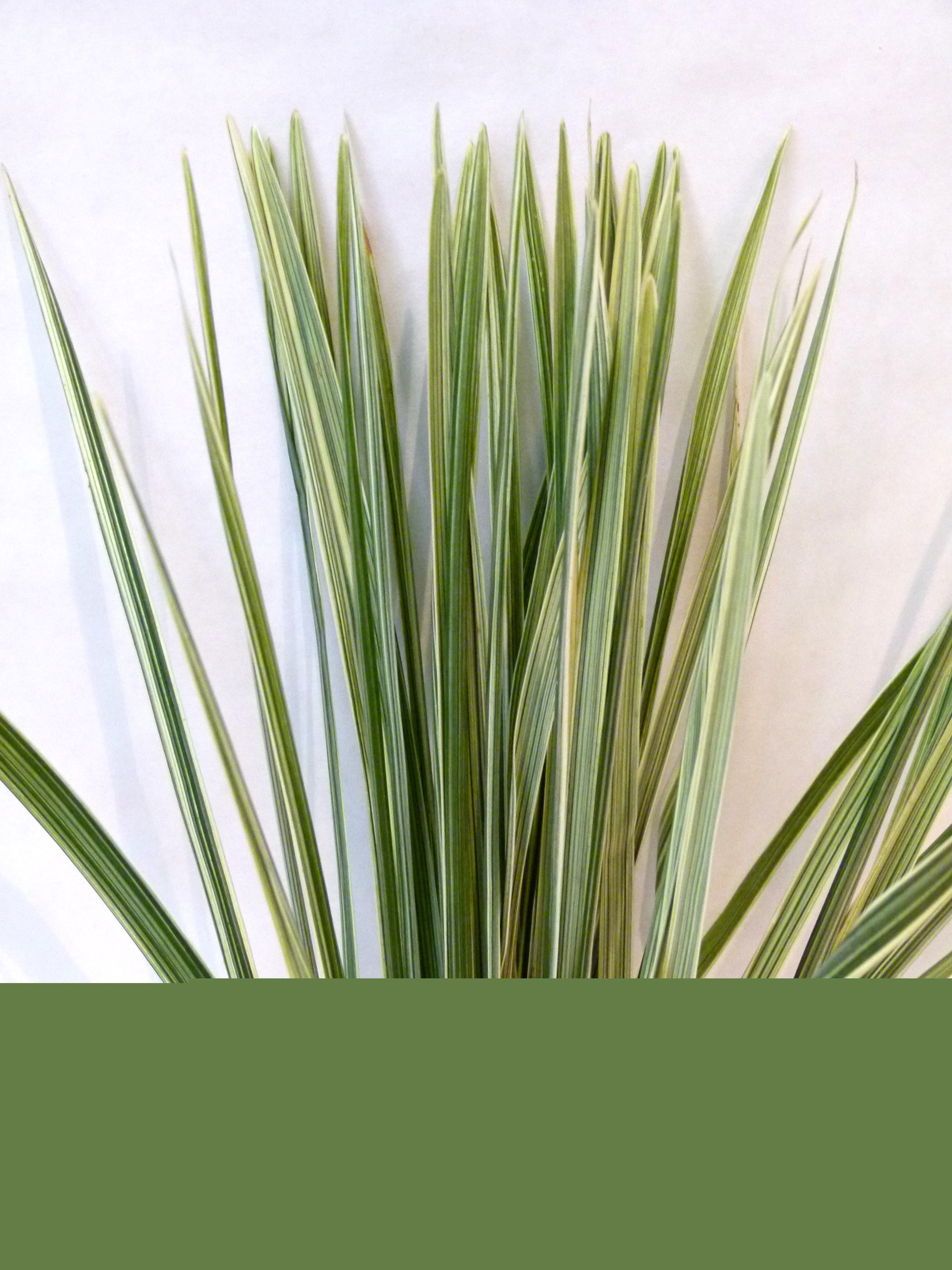 FEUIL. CHINA GRASS PANACHE 52